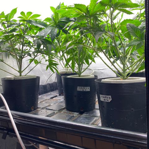 Cherry X #1 growlog timeline photo