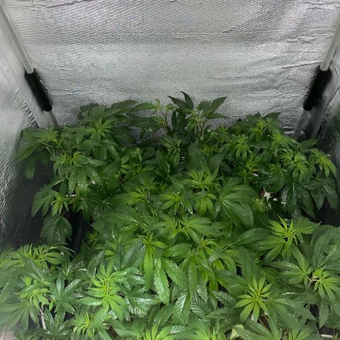 Cherry X #1 growlog timeline photo