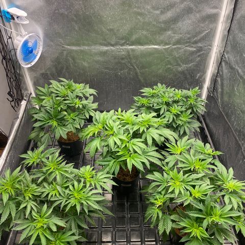 Cherry X #1 growlog photo: 650ppfd
120x120