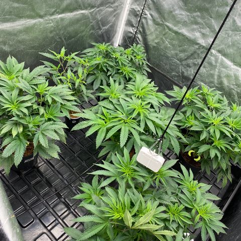 Cherry X #1 growlog timeline photo