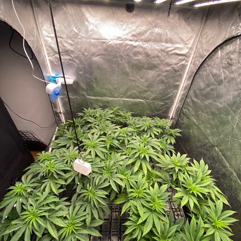 Cherry X #1 growlog photo: Foliar
300ppm calboron
300ppm silicato potassio
600ppm pp20-20-20