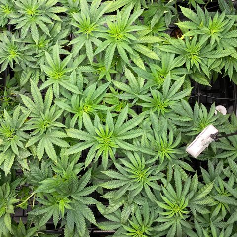 Cherry X #1 growlog photo: Foliar
300ppm calboron
300ppm silicato potassio
600ppm pp20-20-20