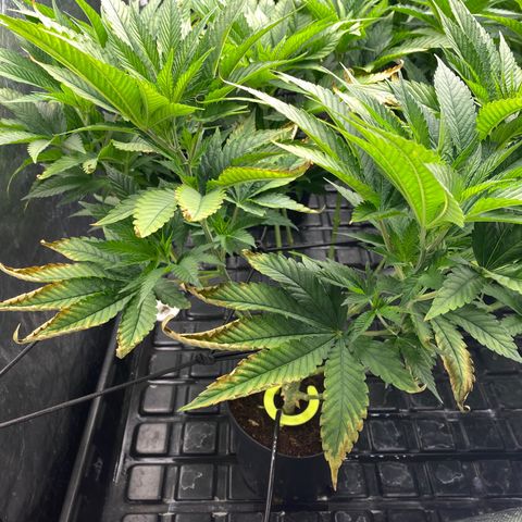 Cherry X #1 growlog photo: Excess detected
EC 2.0 ph5.8
Saida 4 PH 5.2