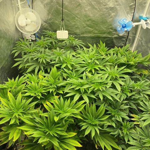 Cherry X #1 growlog timeline photo