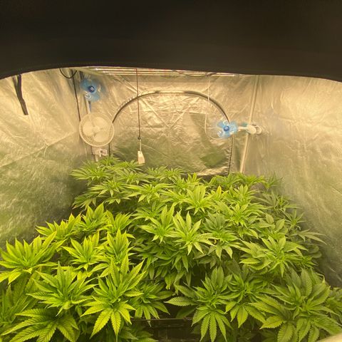 Cherry X #1 growlog timeline photo