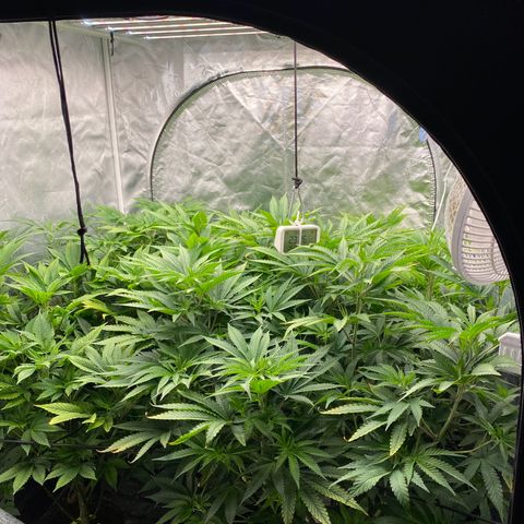 Cherry X #1 growlog timeline photo