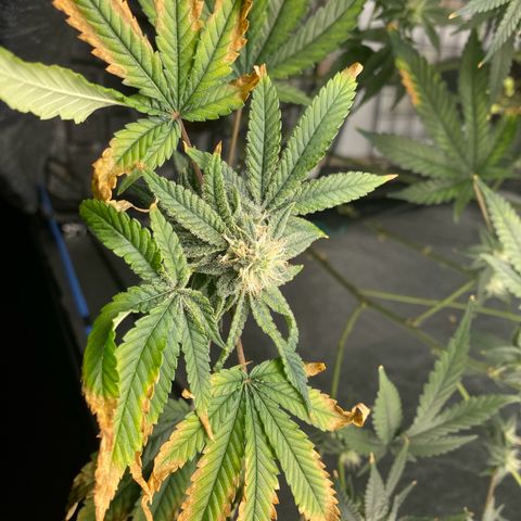 Cherry X #1 growlog timeline photo