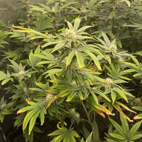 Cherry X #1 growlog timeline photo