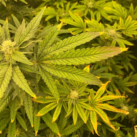 Cherry X #1 growlog timeline photo