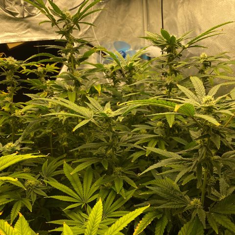 Cherry X #1 growlog timeline photo