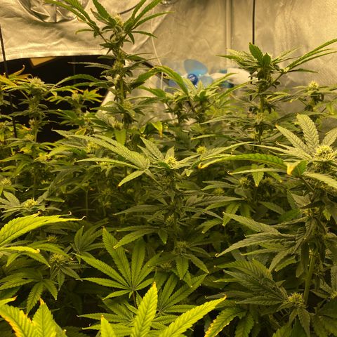 Cherry X #1 growlog timeline photo