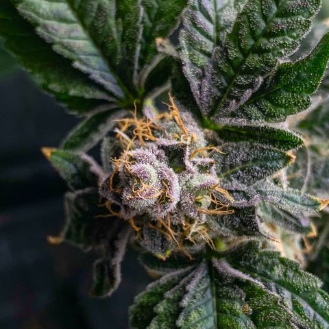Cherry X #1 growlog timeline photo