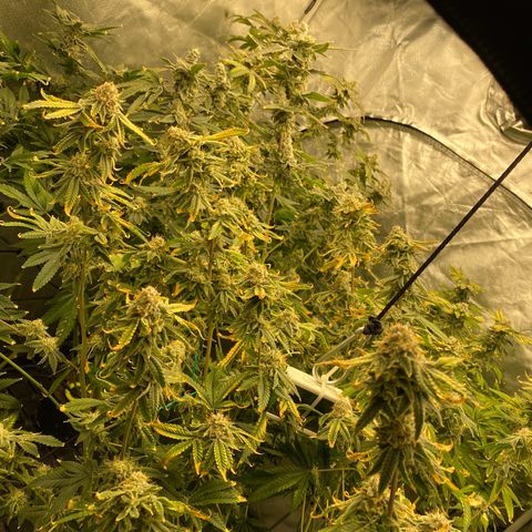 Cherry X #1 growlog timeline photo