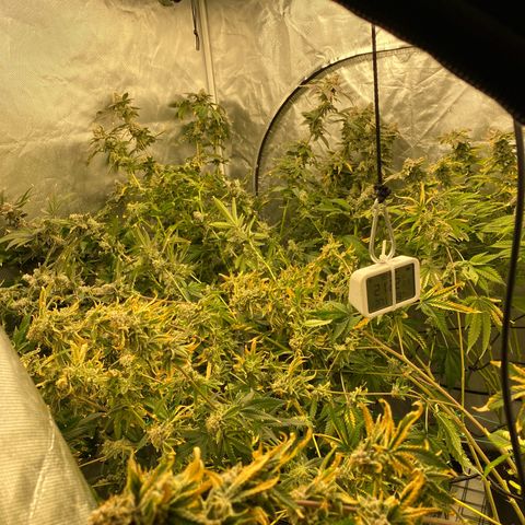 Cherry X #1 growlog timeline photo