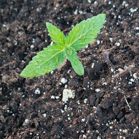 Chocolate Haze growlog photo: In the greenhouse day 12. Door is open at night if temp stays above 55F. Looking healthy.
