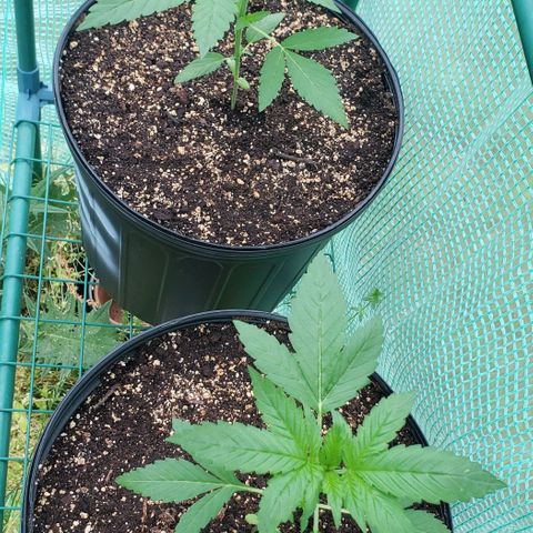Chocolate Haze growlog timeline photo