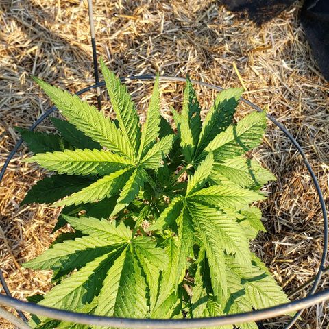 Chocolate Haze growlog photo: Topped