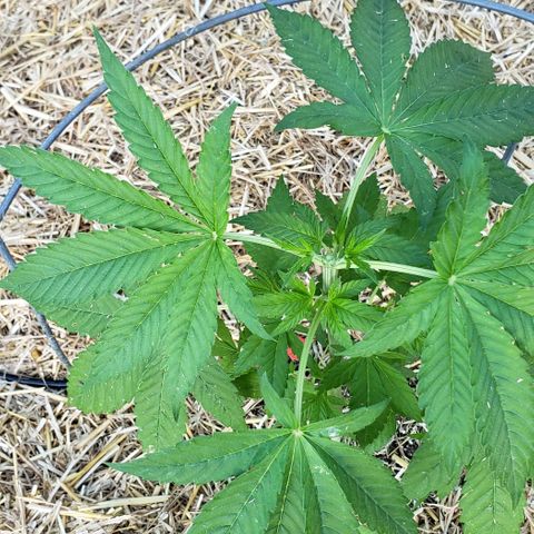 Chocolate Haze growlog photo: Topped