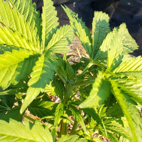 Chocolate Haze growlog photo: Topped