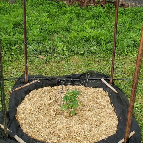 Chocolate Haze growlog photo: Set the new plots up with weed net and straw