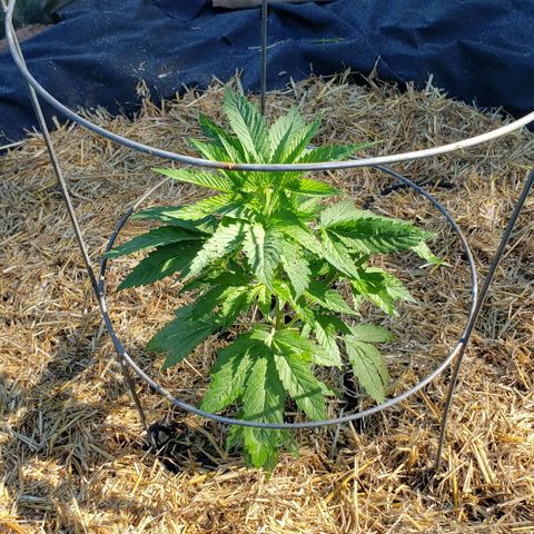 Chocolate Haze growlog photo: Set the new plots up with weed net and straw