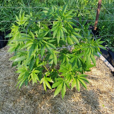 Super Skunk growlog timeline photo