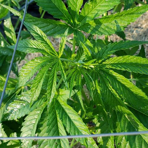 Super Skunk growlog timeline photo