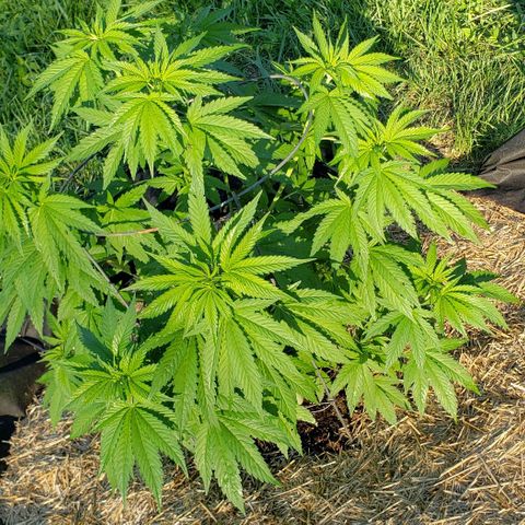 Chocolate Haze growlog timeline photo