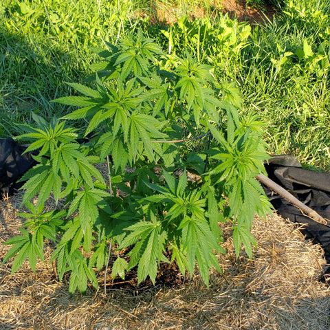 Chocolate Haze growlog timeline photo