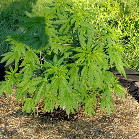 Chocolate Haze growlog timeline photo
