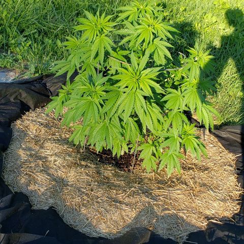 Chocolate Haze growlog timeline photo