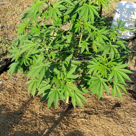 Chocolate Haze growlog timeline photo