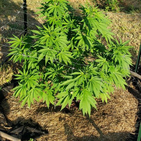 Chocolate Haze growlog timeline photo