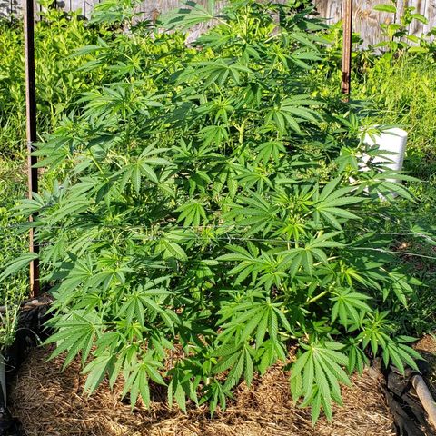 Super Skunk growlog timeline photo