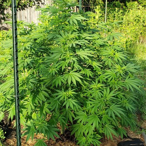 Chocolate Haze growlog timeline photo