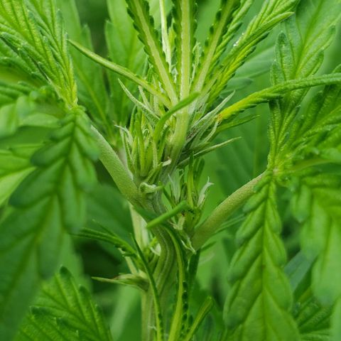 Chocolate Haze growlog timeline photo