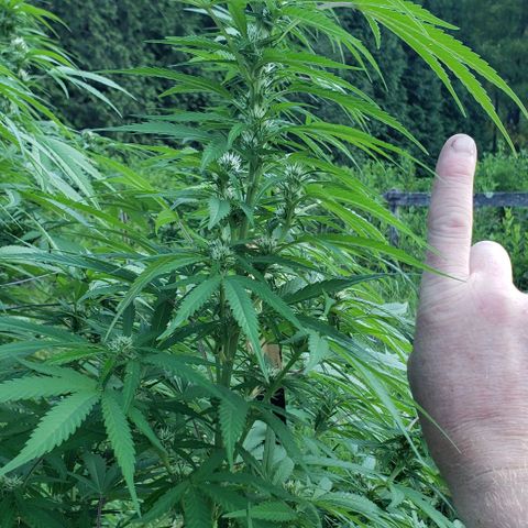 Chocolate Haze growlog timeline photo