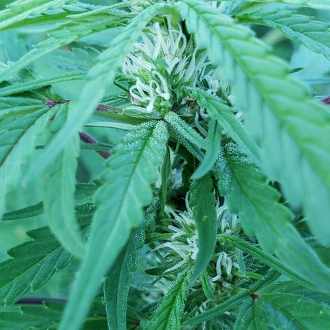 Chocolate Haze growlog timeline photo