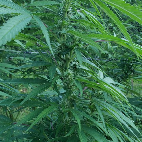 Chocolate Haze growlog timeline photo