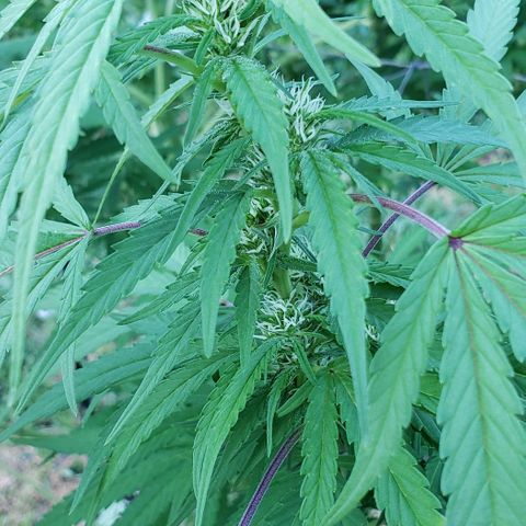 Chocolate Haze growlog timeline photo