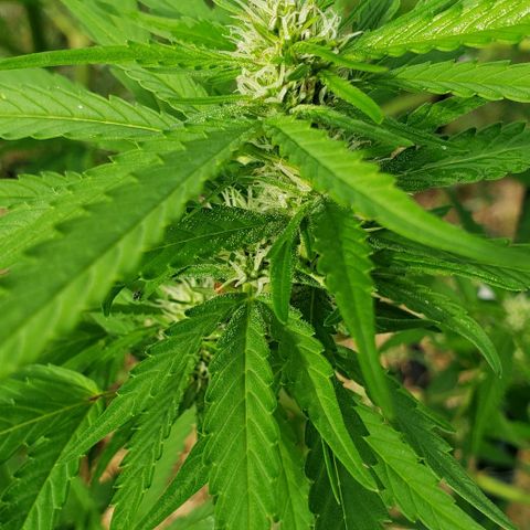 Chocolate Haze growlog timeline photo