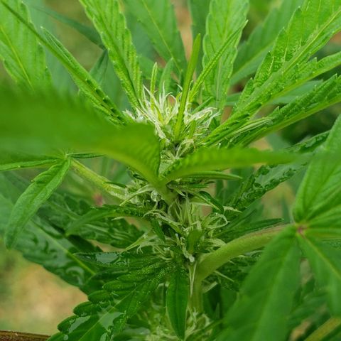 Chocolate Haze growlog timeline photo