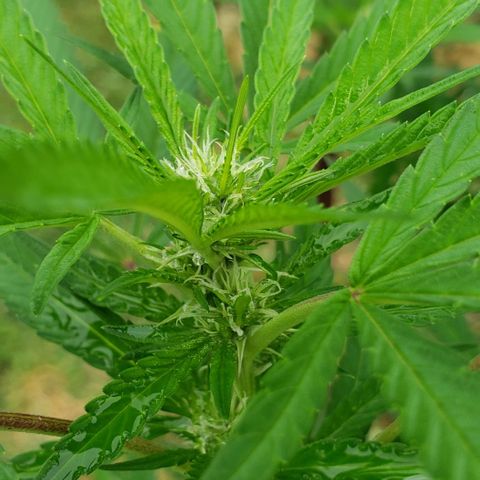Chocolate Haze growlog timeline photo