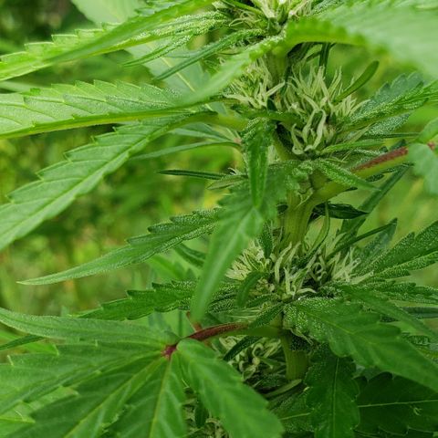 Chocolate Haze growlog timeline photo