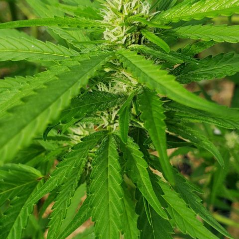 Chocolate Haze growlog timeline photo