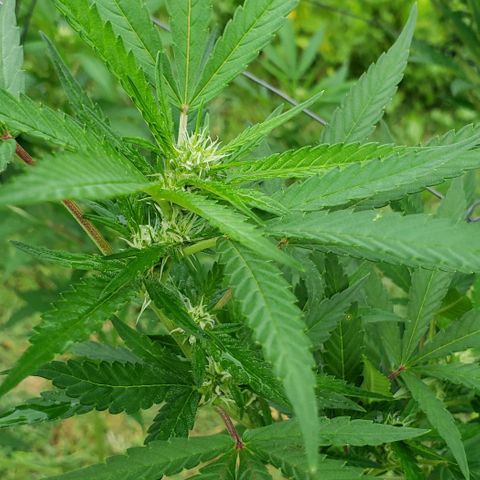 Chocolate Haze growlog timeline photo