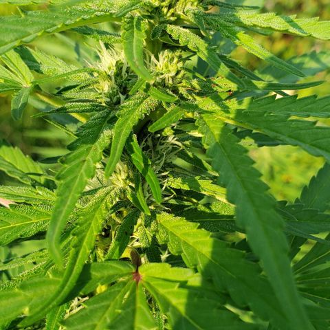 Super Skunk growlog timeline photo