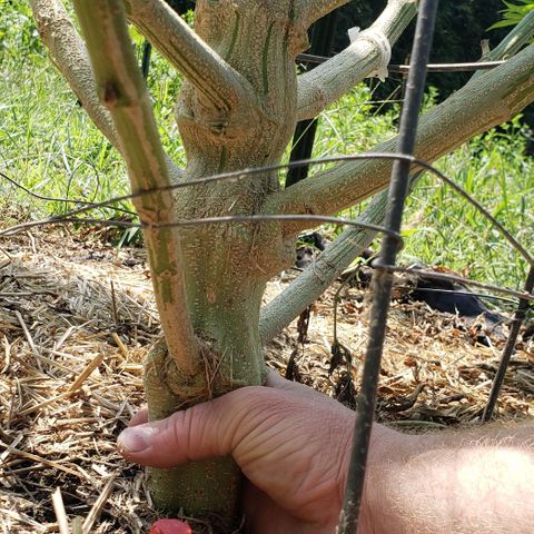 Super Skunk growlog timeline photo