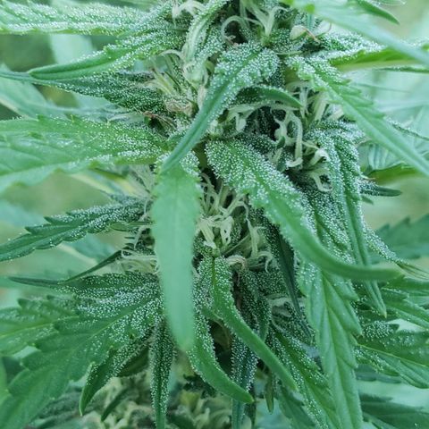 Chocolate Haze growlog timeline photo