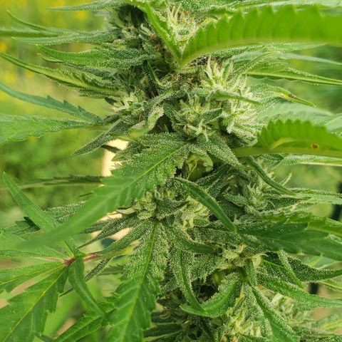 Chocolate Haze growlog timeline photo